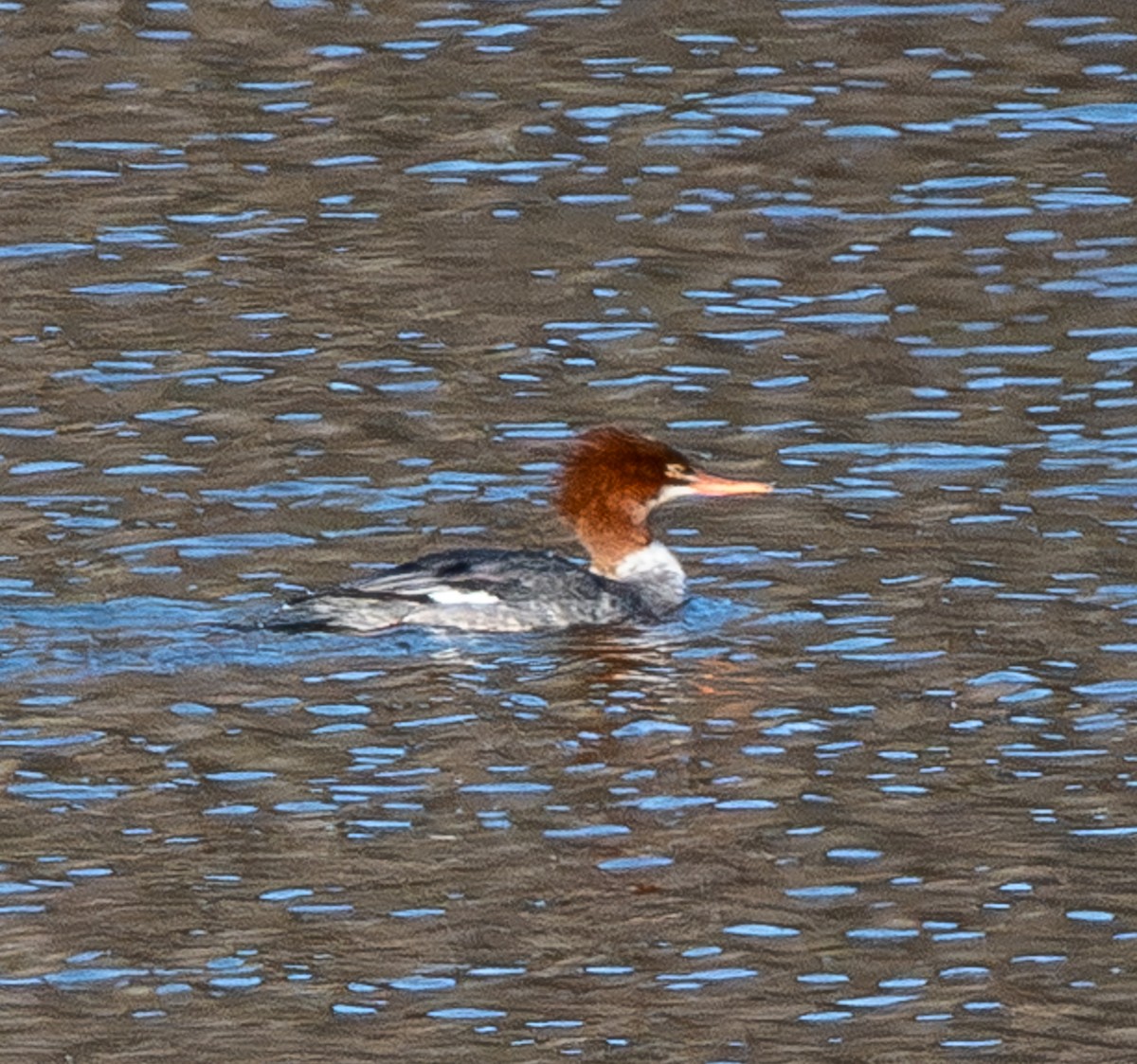 川秋沙 - ML647291132