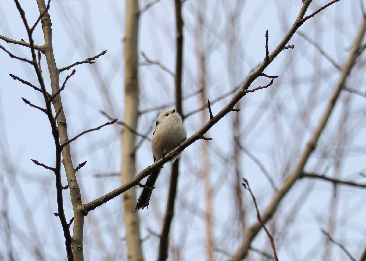 Long-tailed Tit - ML647291143