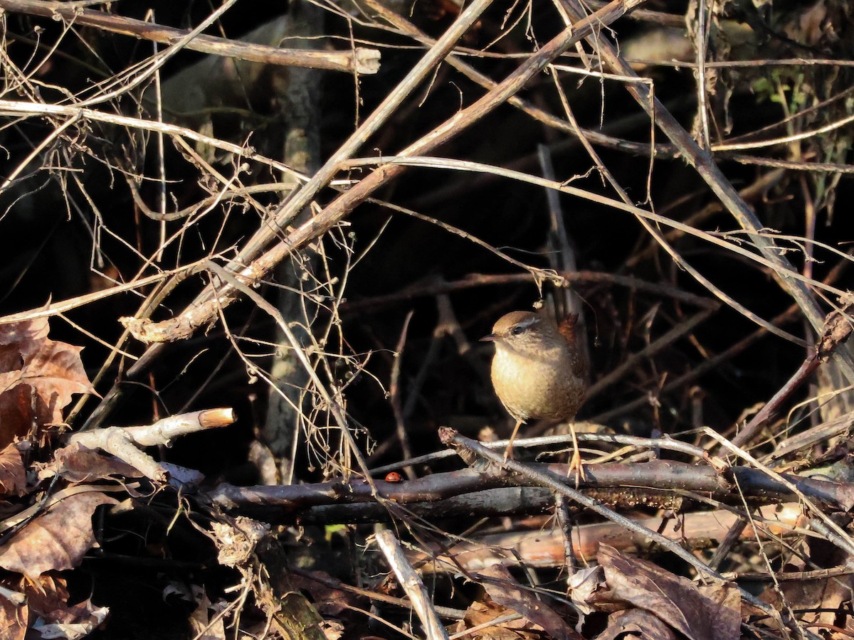 Eurasian Wren - ML647291149