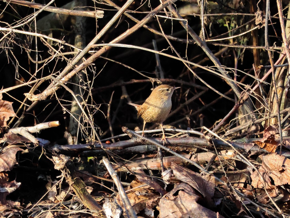 Eurasian Wren - ML647291150