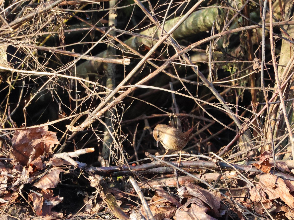 Eurasian Wren - ML647291151