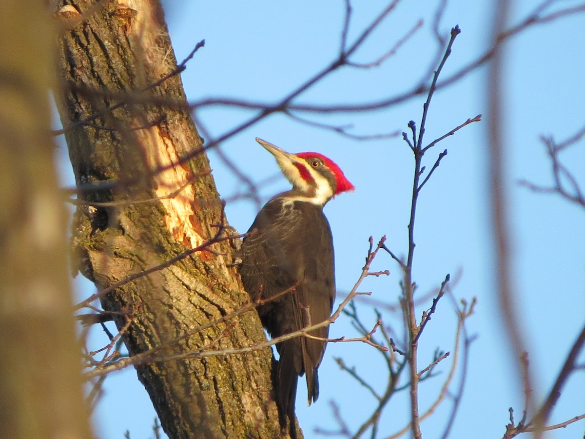 エボシクマゲラ - ML647291157