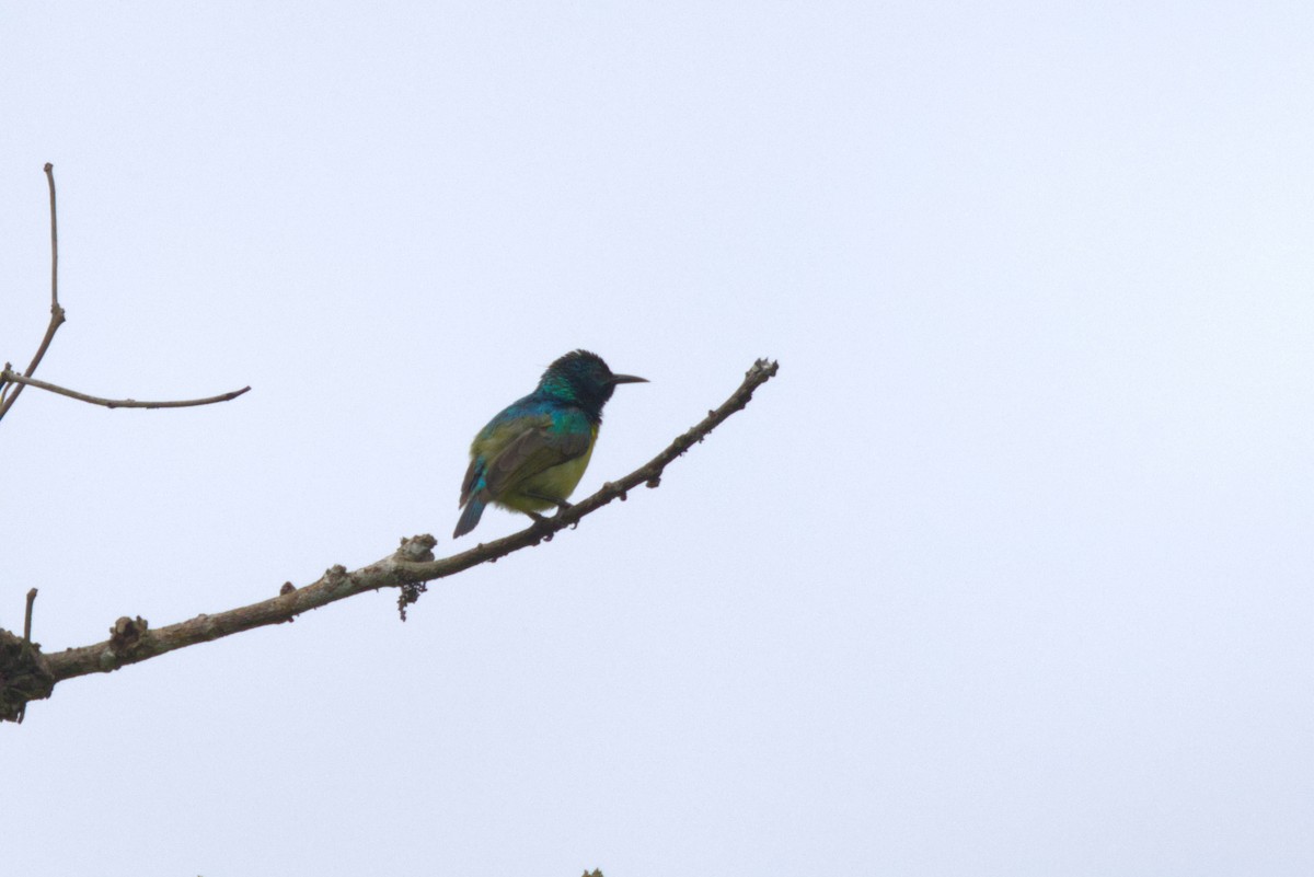 Collared Sunbird - ML647291169