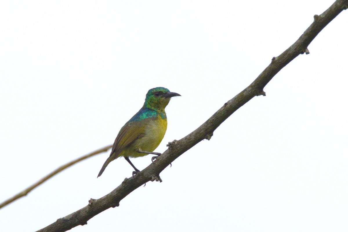 Collared Sunbird - ML647291170