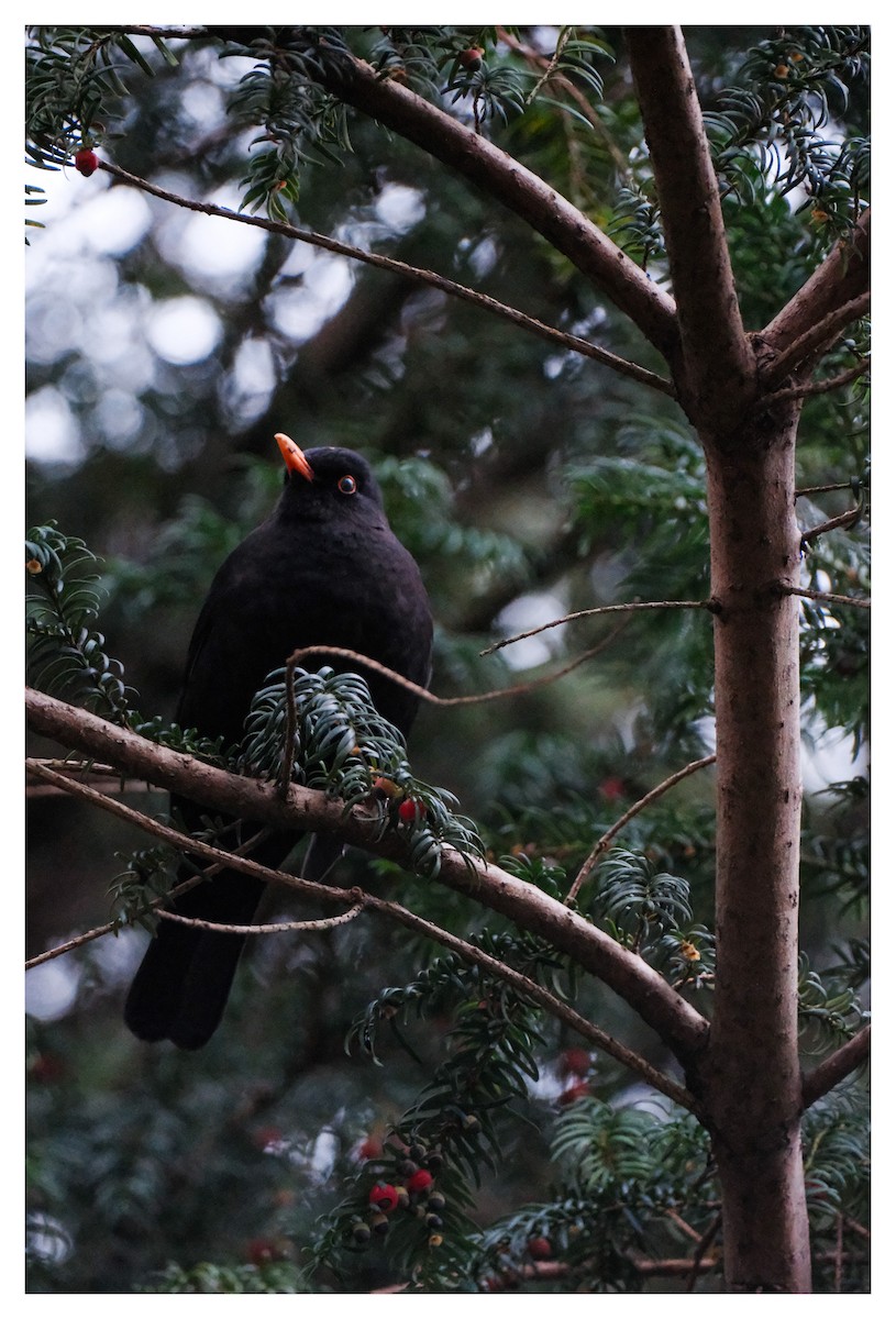 Eurasian Blackbird - ML647291175