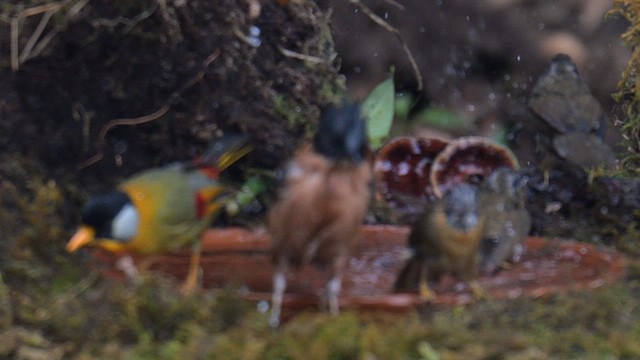 Silver-eared Mesia - ML647291219