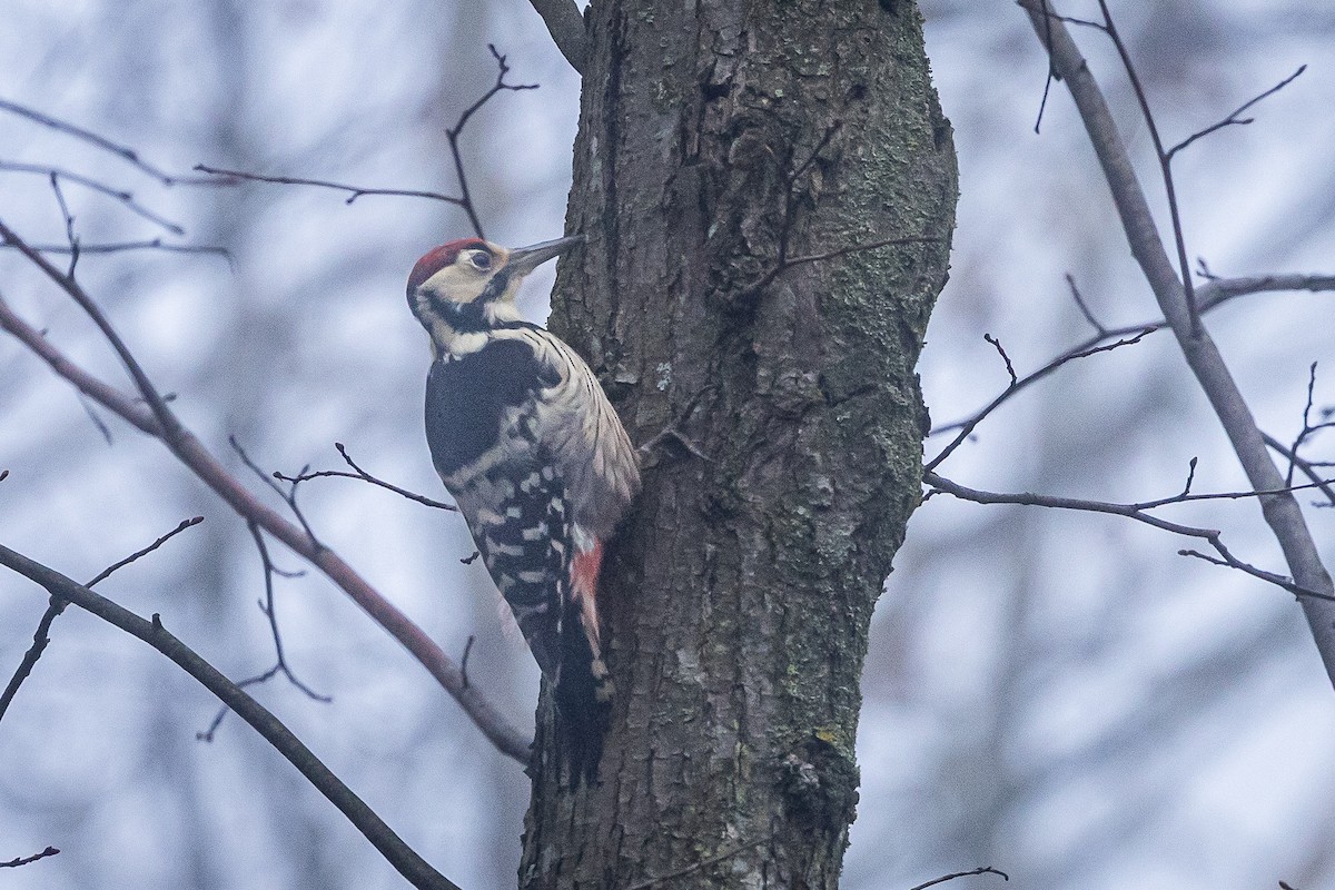 White-backed Woodpecker - ML647291243