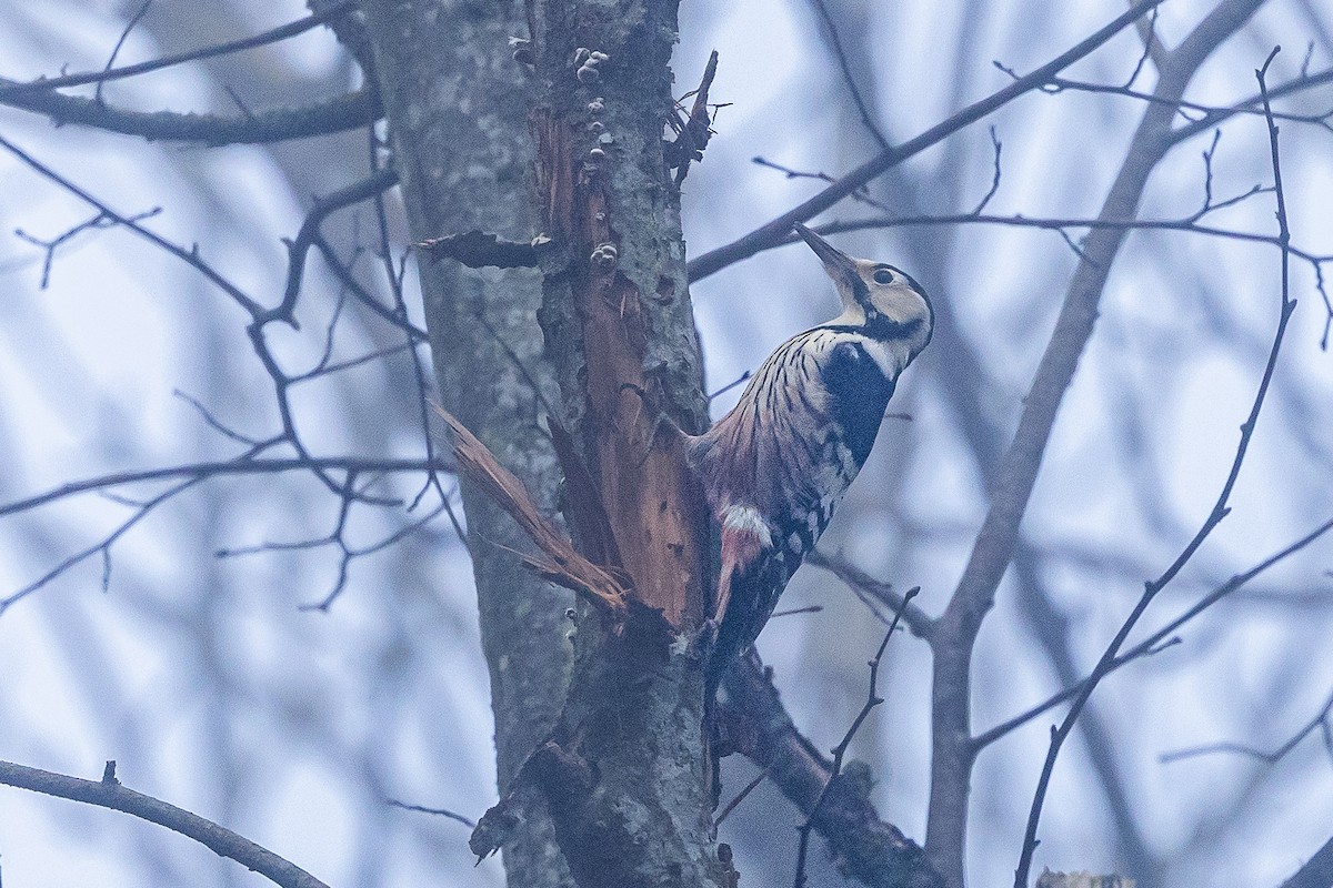 White-backed Woodpecker - ML647291245