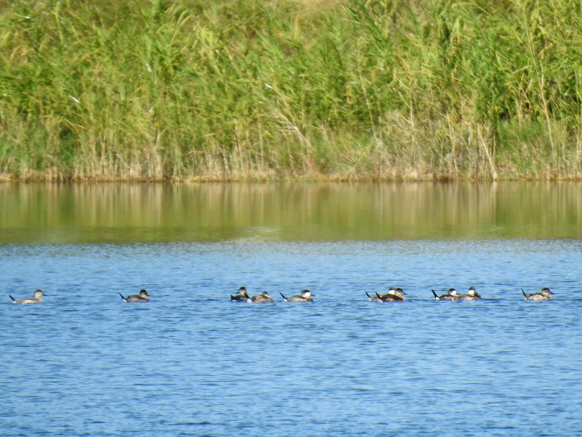 Ruddy Duck - ML647291262