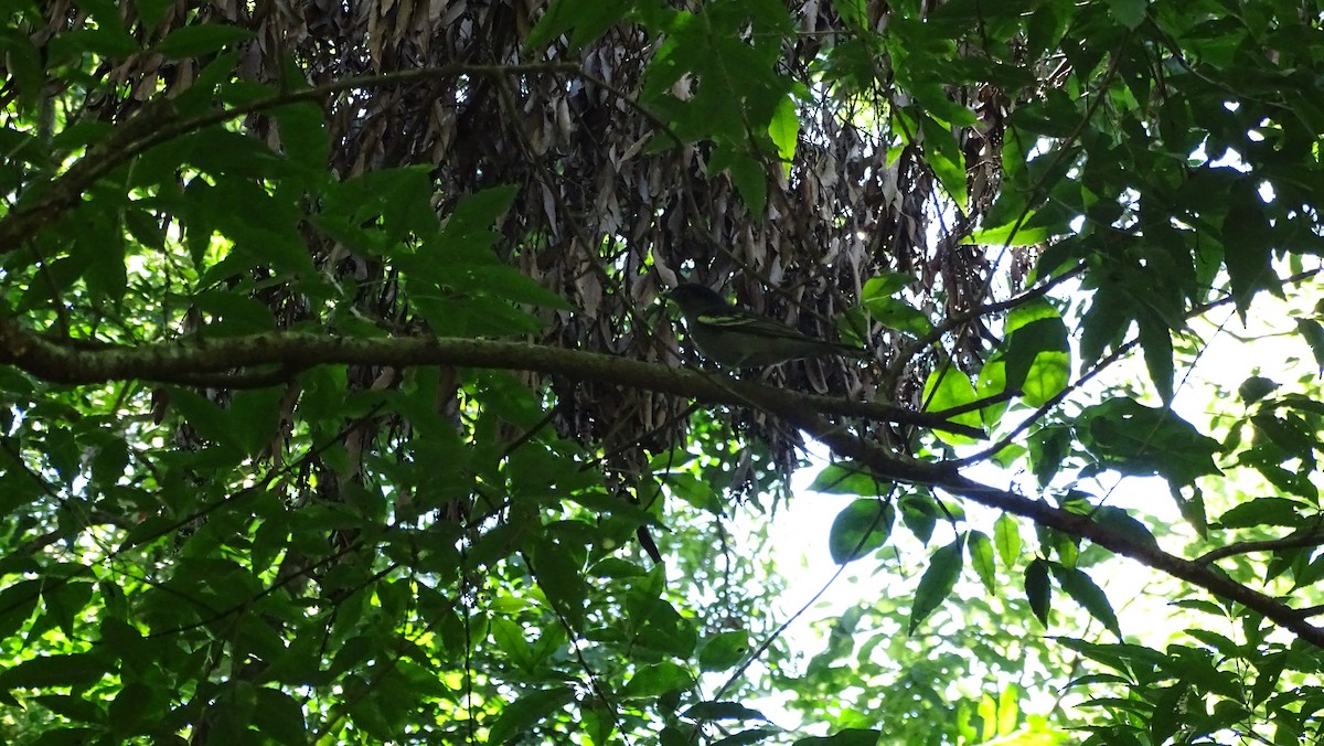 White-winged Becard - ML647291271