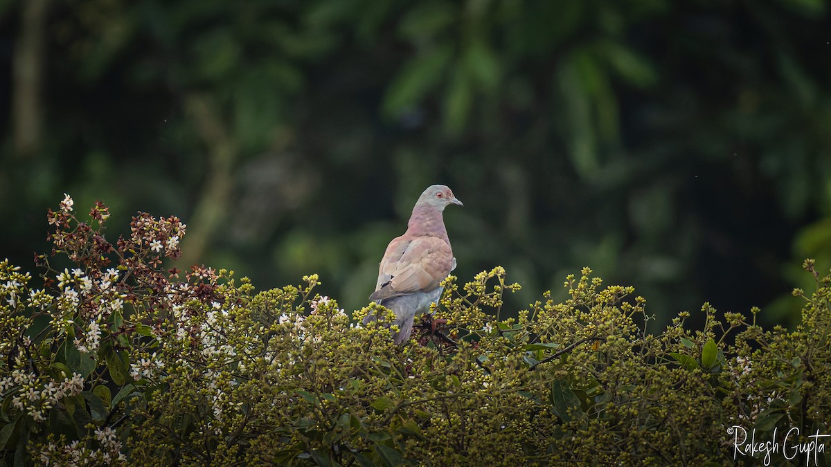 Paloma Colorada - ML647291276