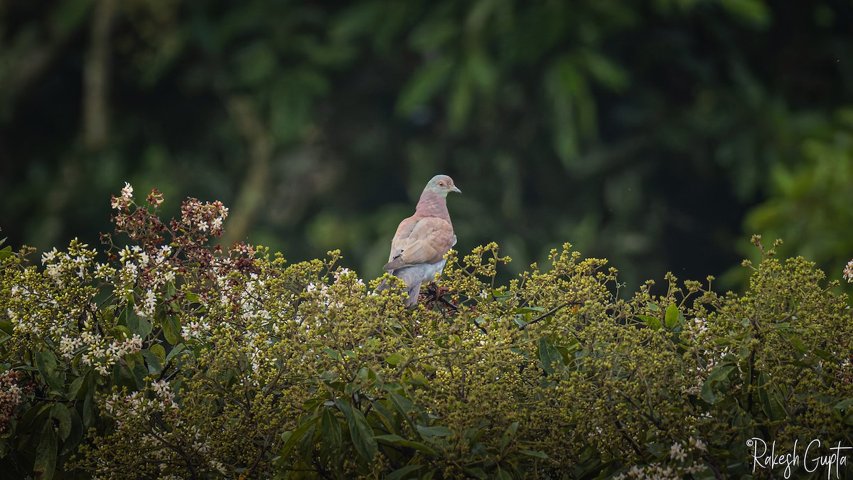 Paloma Colorada - ML647291277