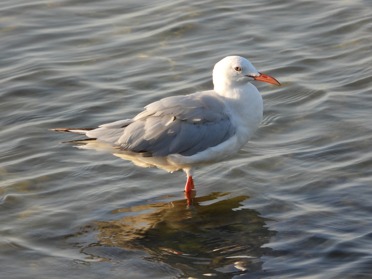 Морской голубок - ML647291280