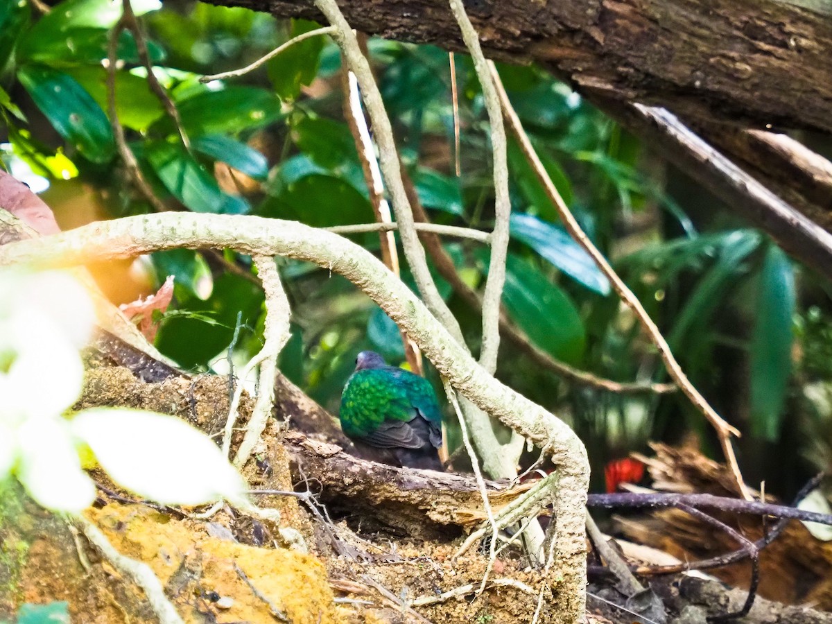 smaragddue - ML647291282