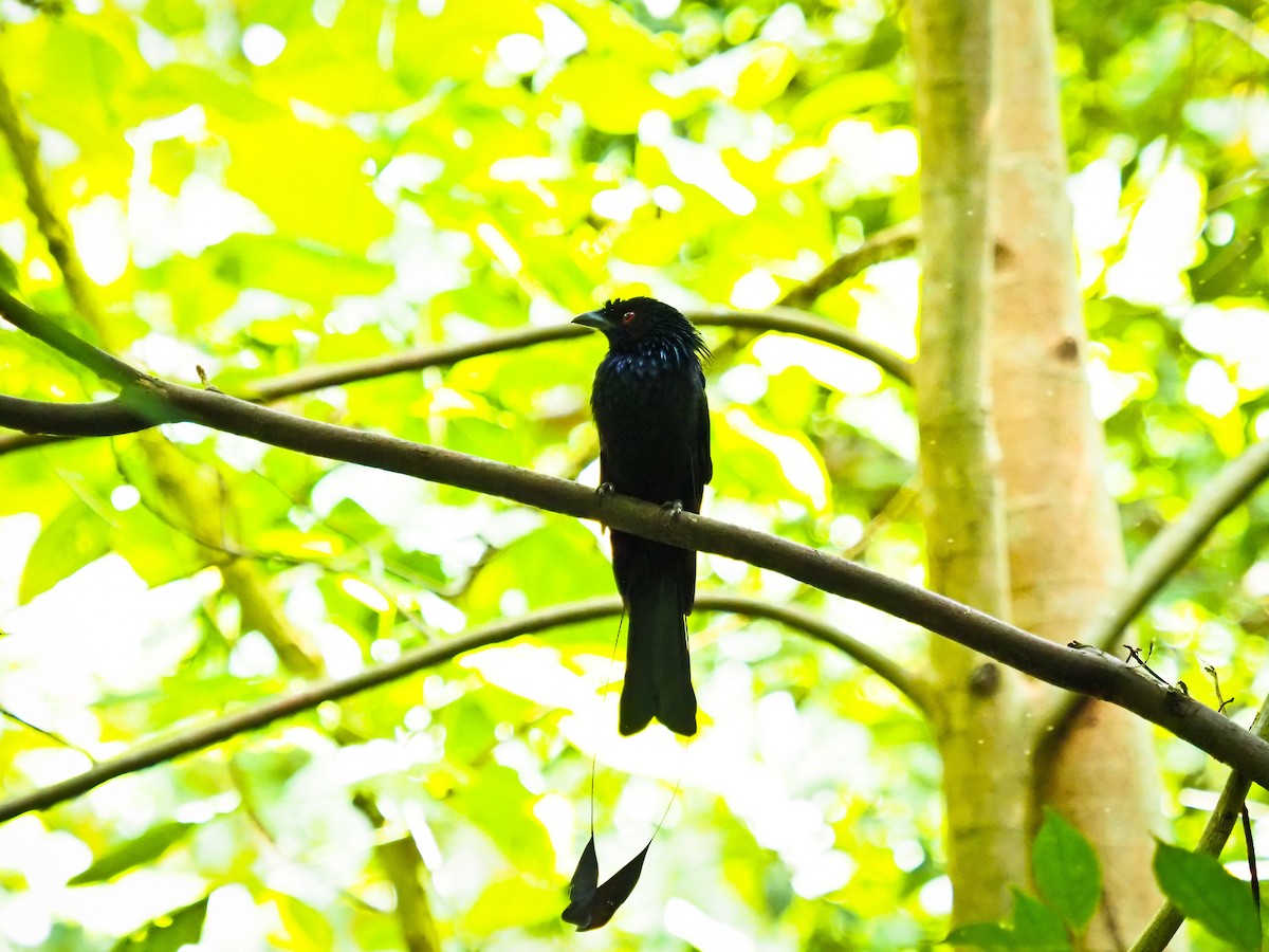 dragedrongo - ML647291295