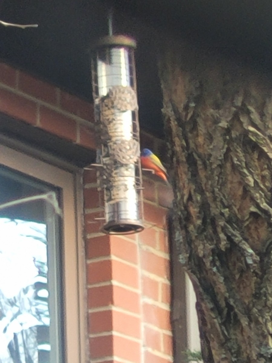 Painted Bunting - ML647291297