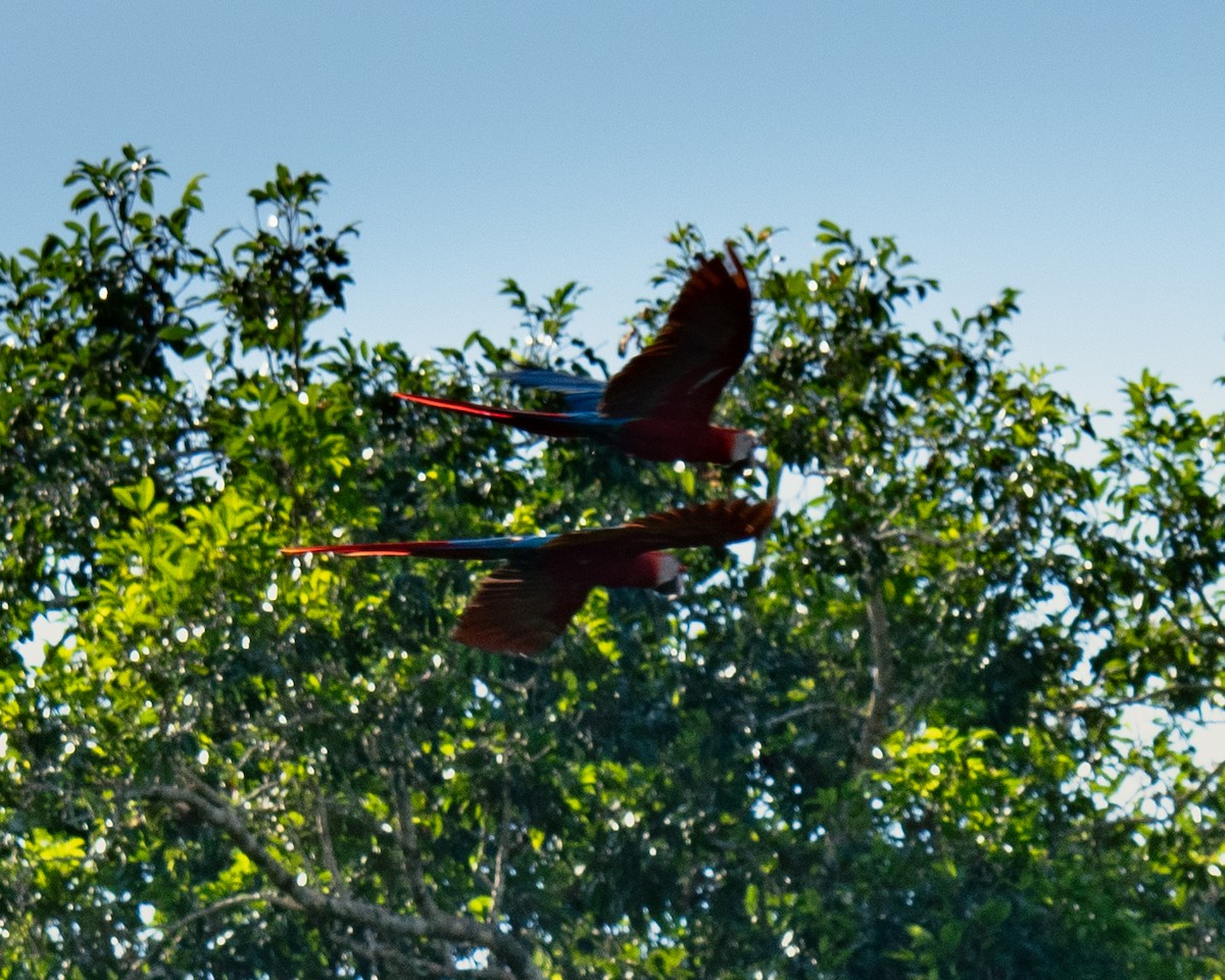 Scarlet Macaw - ML647291309