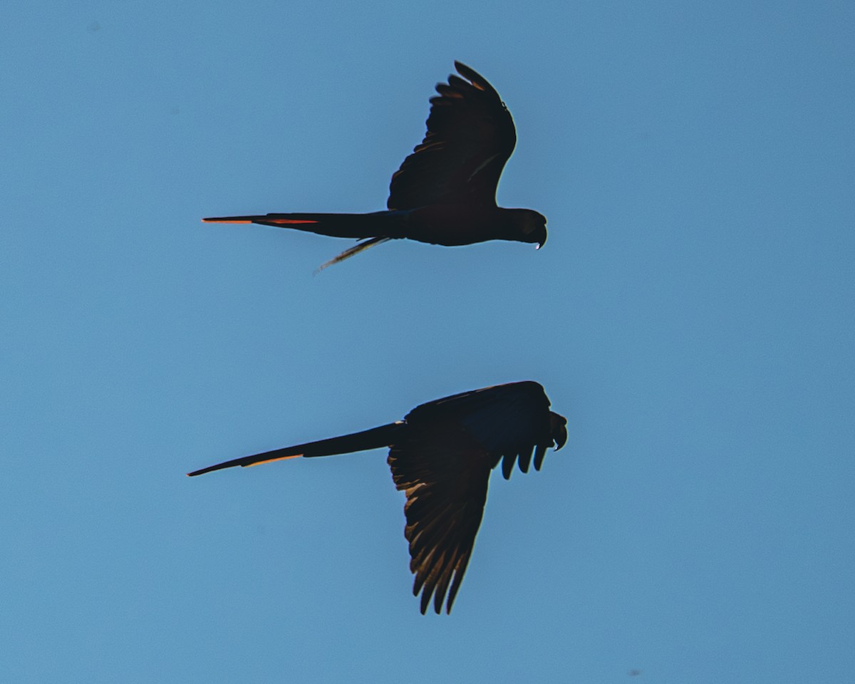 Scarlet Macaw - ML647291310