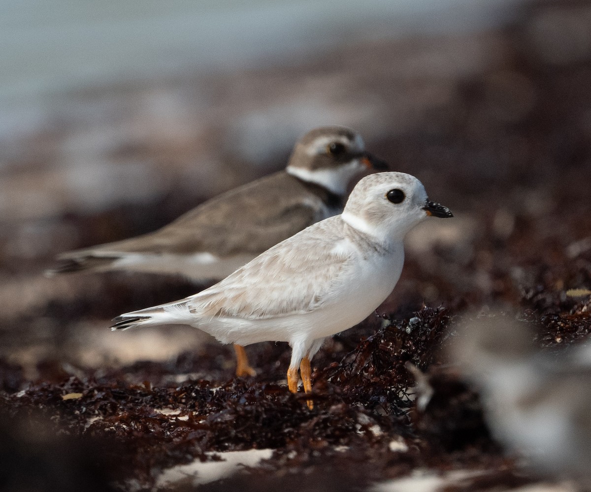 Flötenregenpfeifer - ML647291316