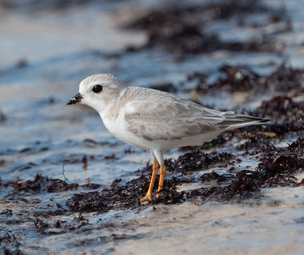 Flötenregenpfeifer - ML647291317