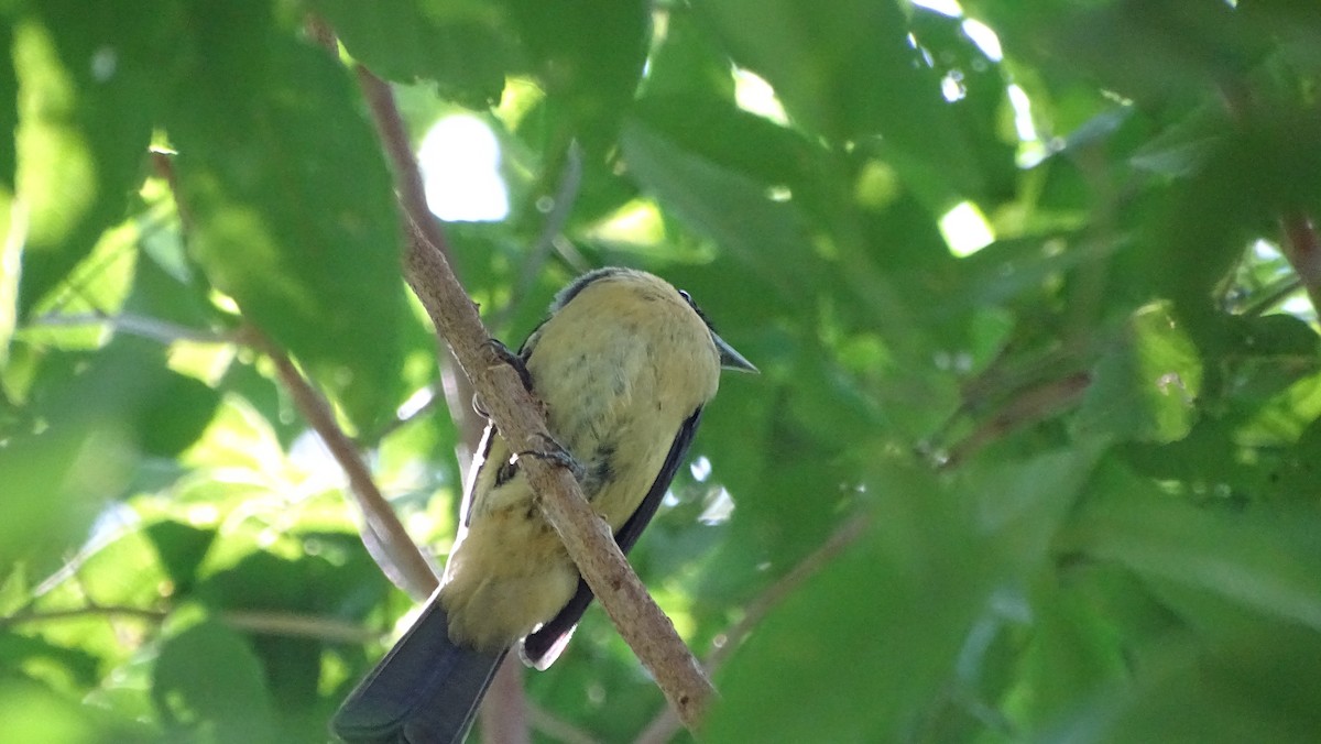Black-goggled Tanager - ML647291321
