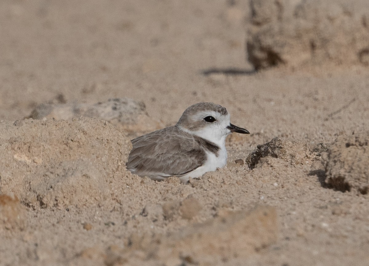 Snowy Plover - ML647291332