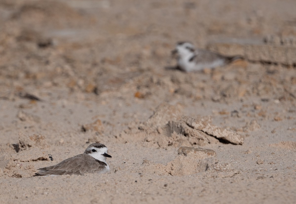 Snowy Plover - ML647291334