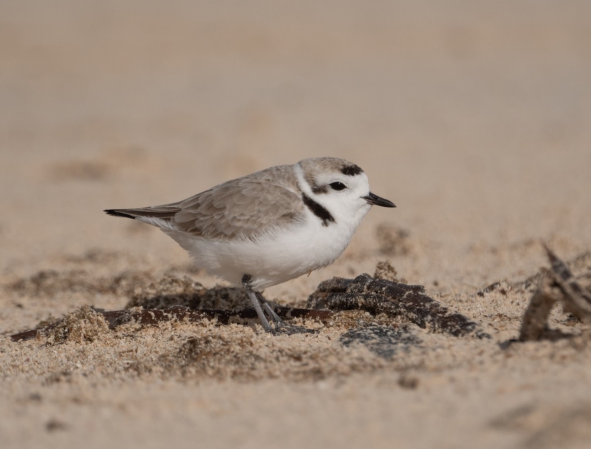 Snowy Plover - ML647291335