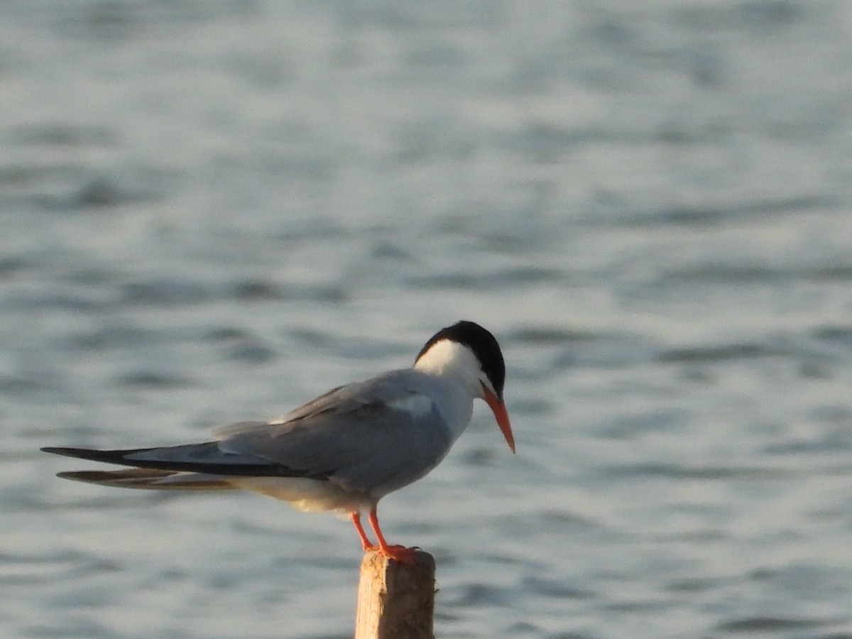 Common Tern - ML647291338