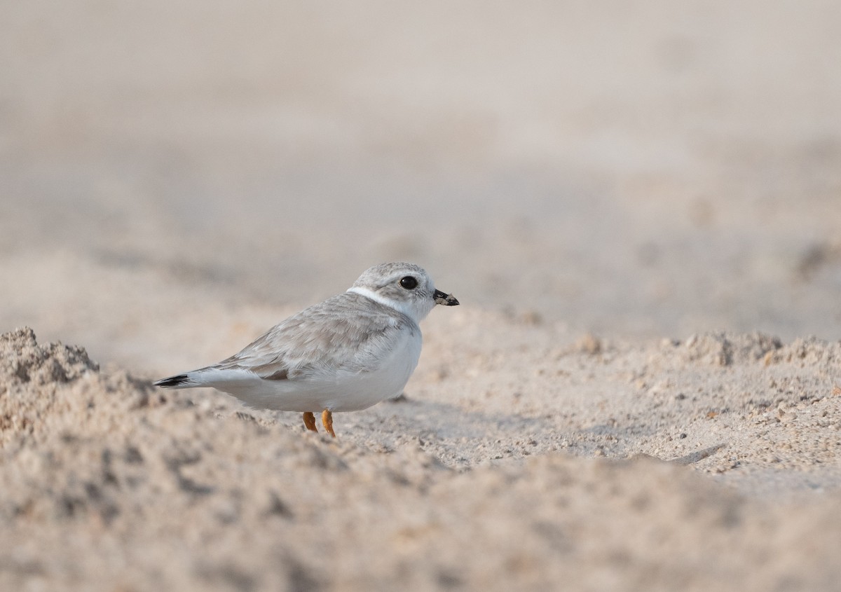 Flötenregenpfeifer - ML647291342