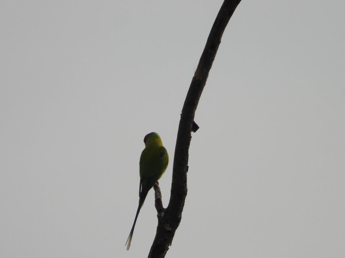 Perruche à tête prune - ML647291360