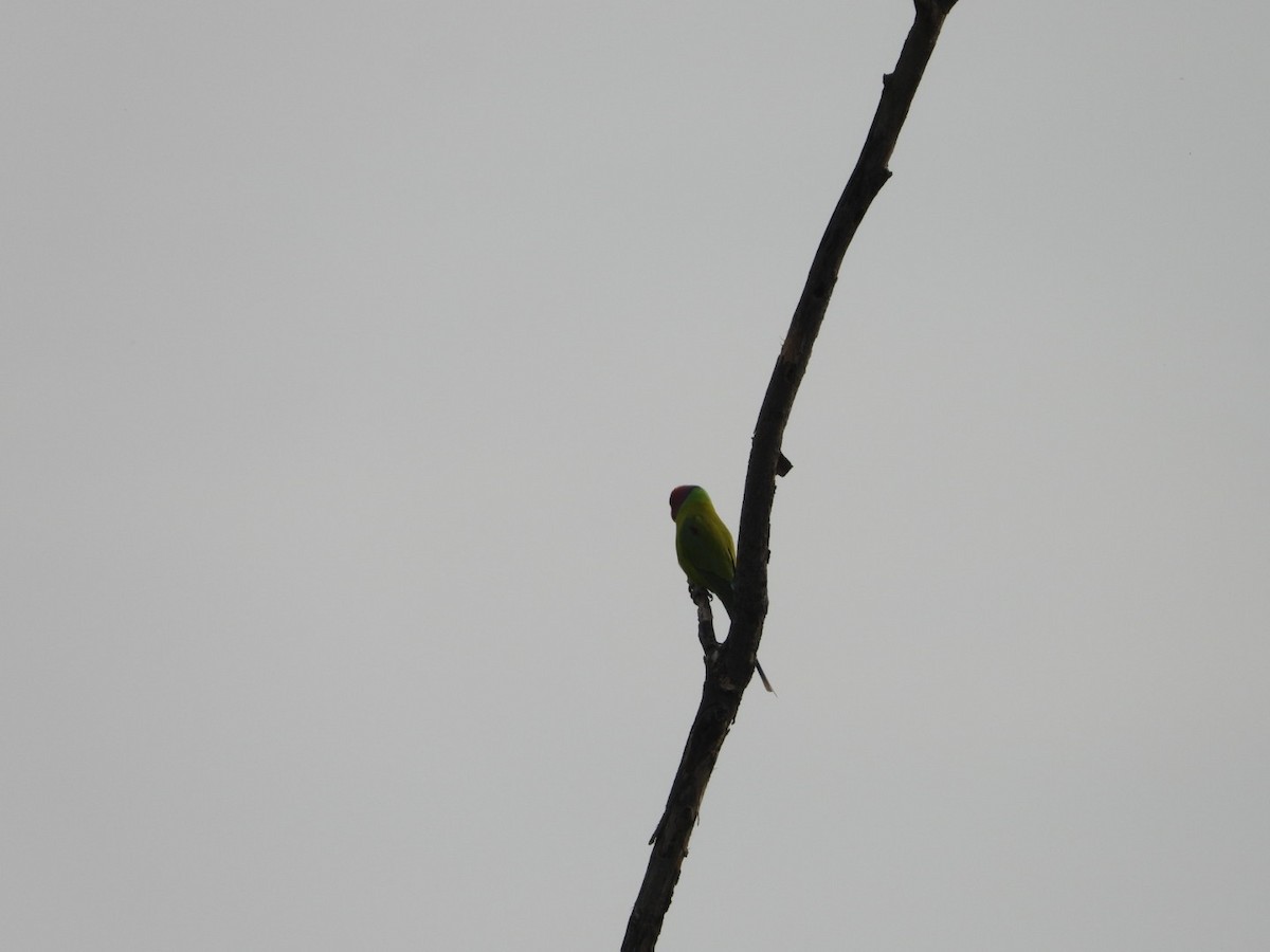 Perruche à tête prune - ML647291361