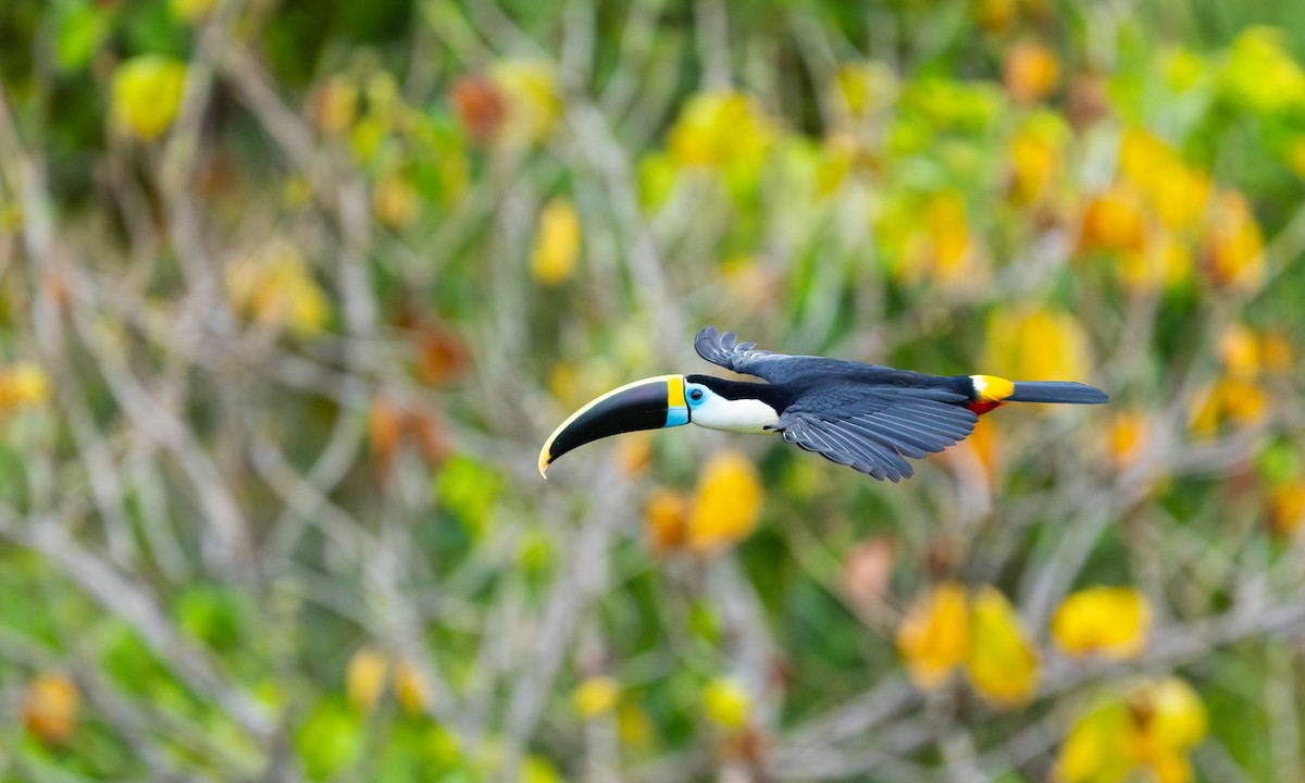 Tucán Pechiblanco - ML647291380