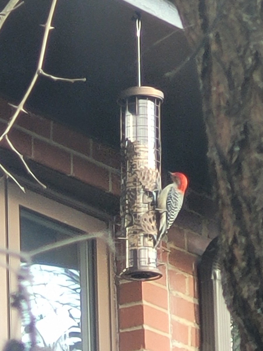 Гіла каролінська - ML647291381