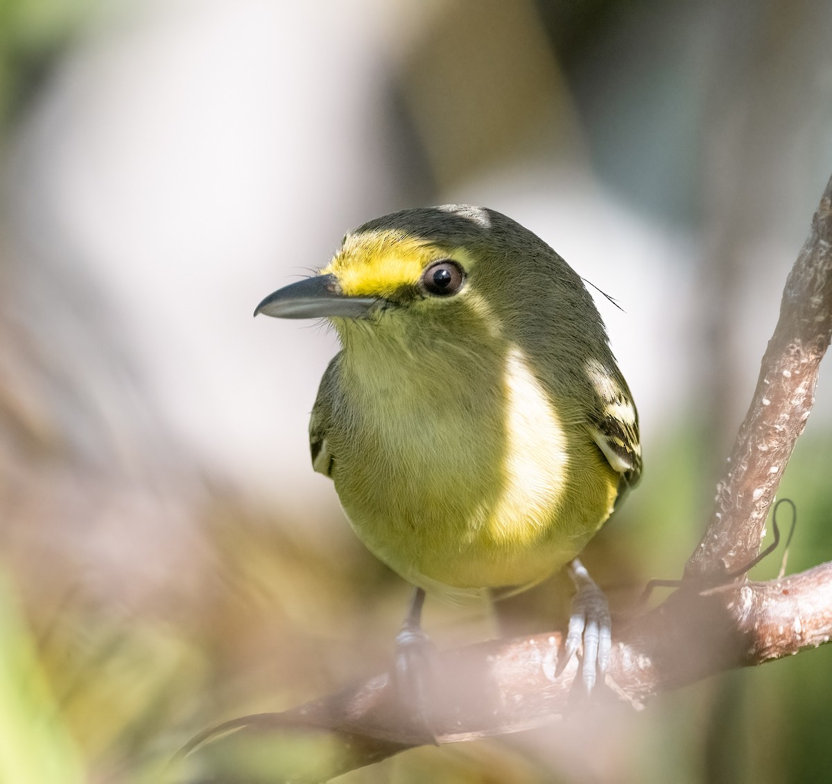 Thick-billed Vireo - ML647291382