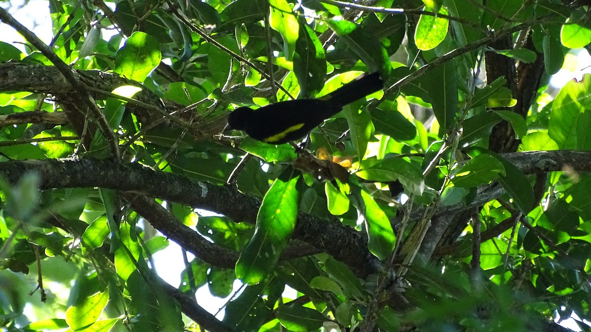 Golden-winged Cacique - ML647291386