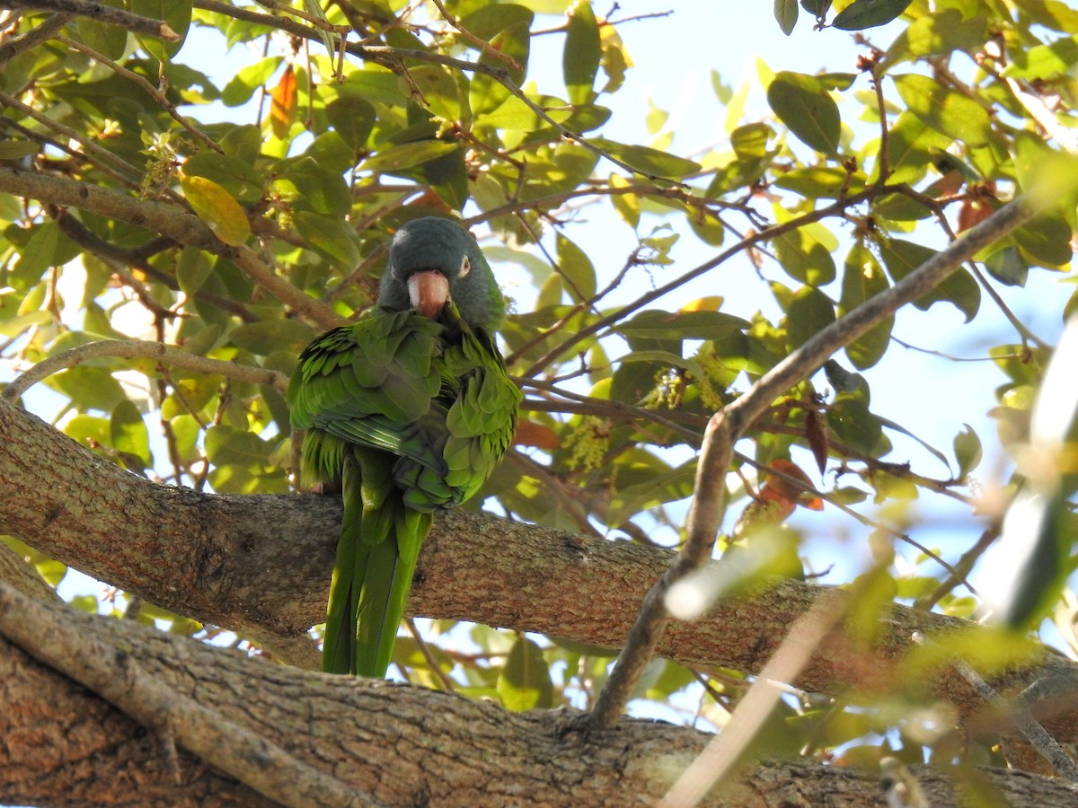 Blue-crowned Parakeet - ML647291390