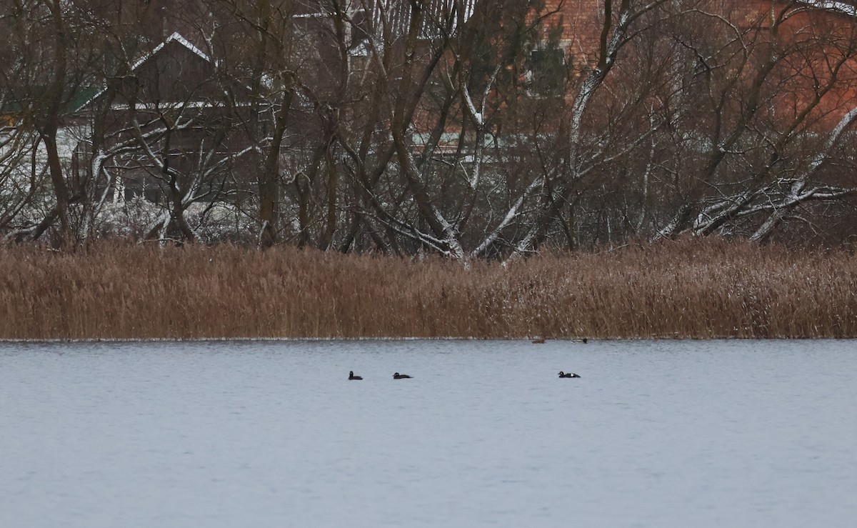 Velvet Scoter - ML647291393