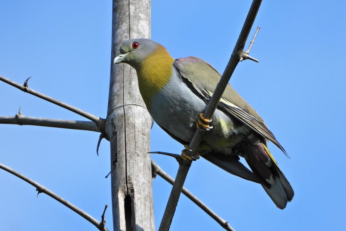 Yellow-footed Green-Pigeon - ML647291395