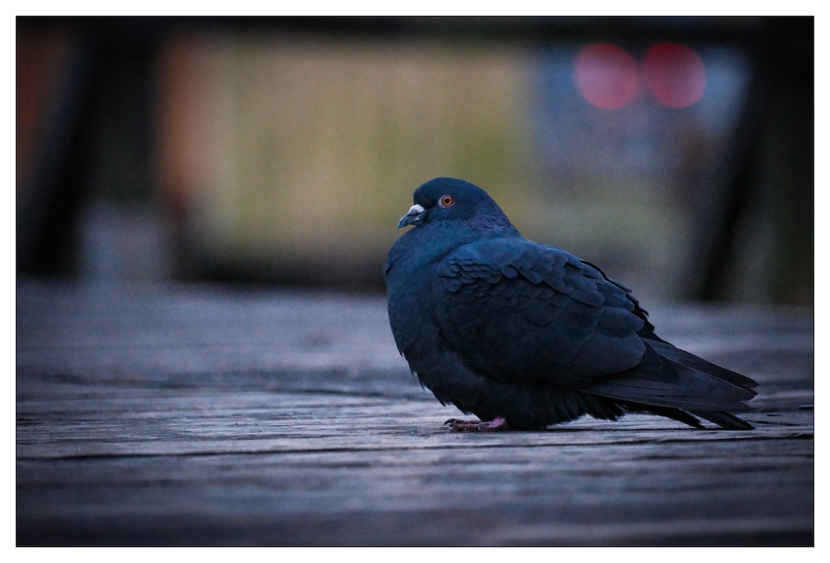 Rock Pigeon (Feral Pigeon) - ML647291413