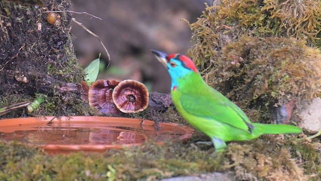 Blue-throated Barbet - ML647291422