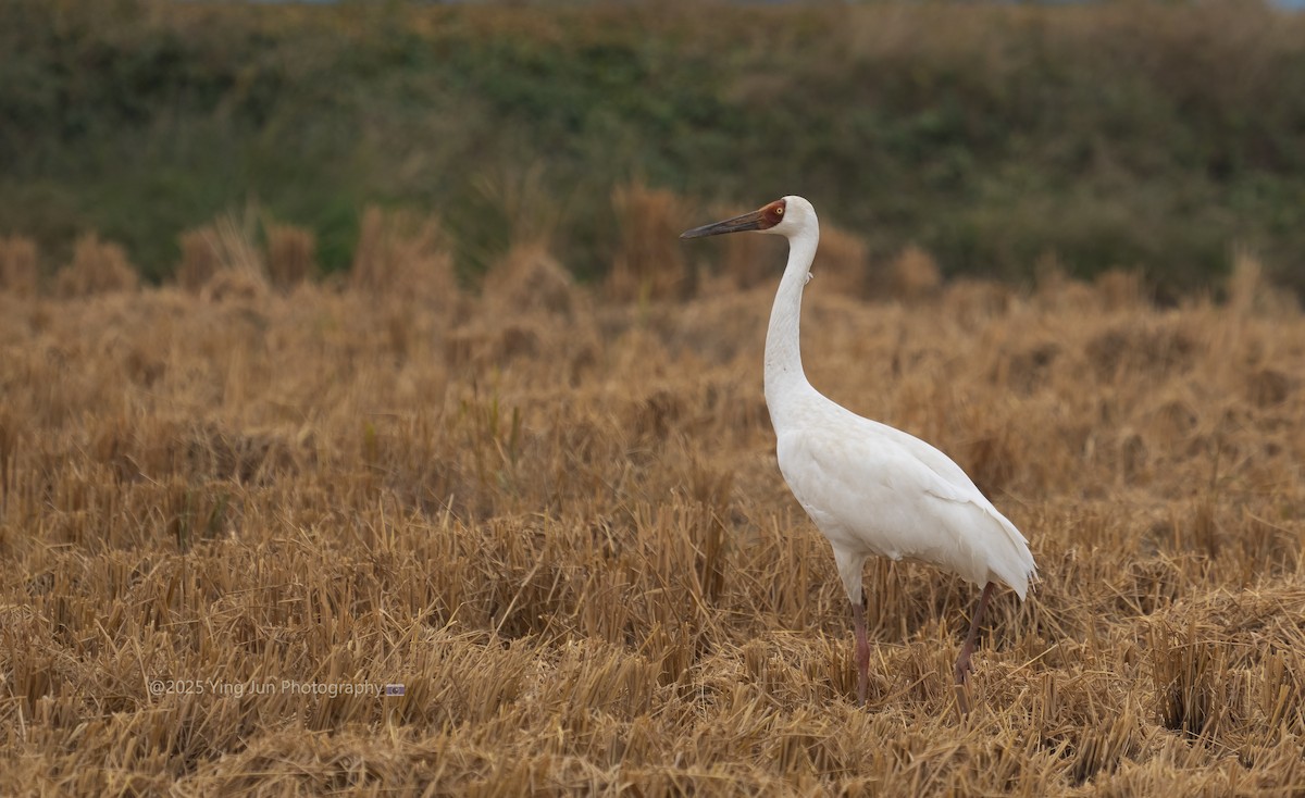 ソデグロヅル - ML647291463