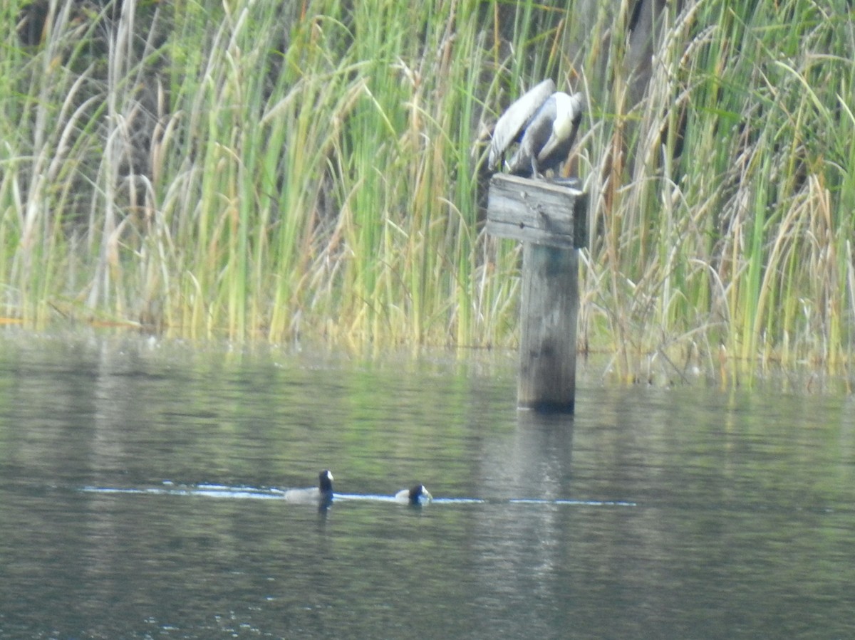Brown Pelican - ML647291467