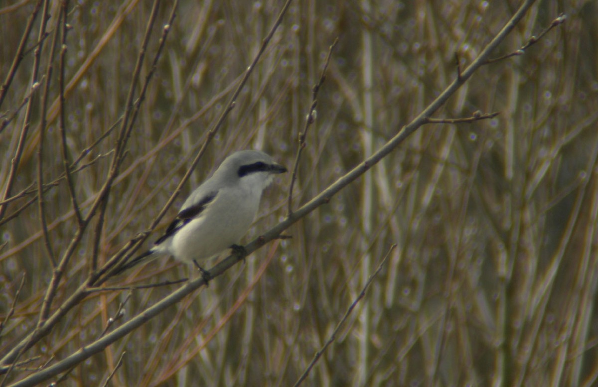 Great Gray Shrike - ML647291469