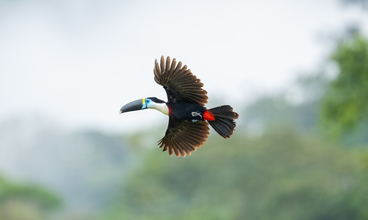 Tucán Pechiblanco - ML647291474