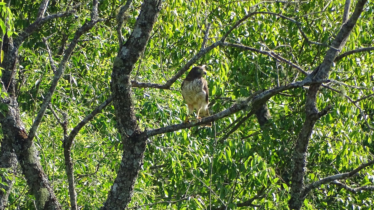 Roadside Hawk - ML647291481