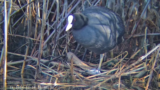 אגמית מצויה - ML647291483