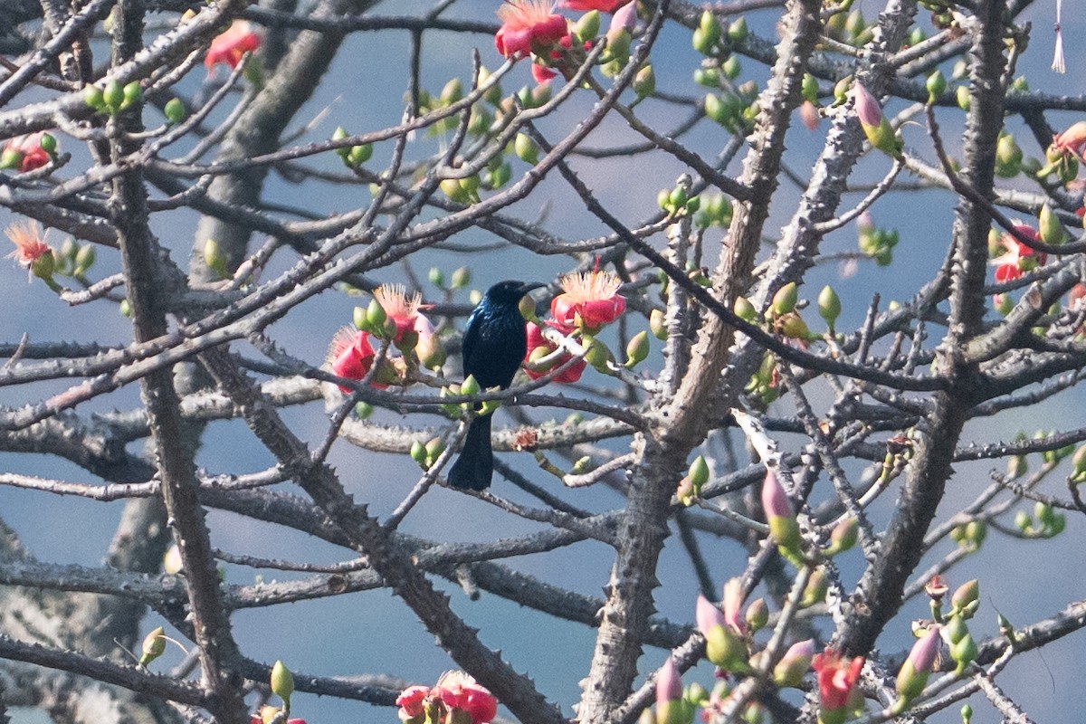Hair-crested Drongo - ML647291493