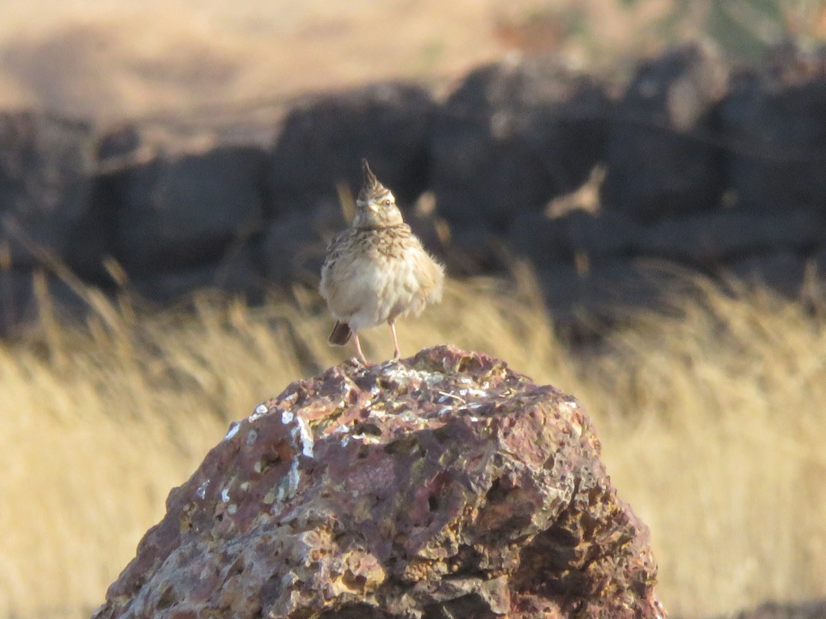 Malabar Lark - ML647291494