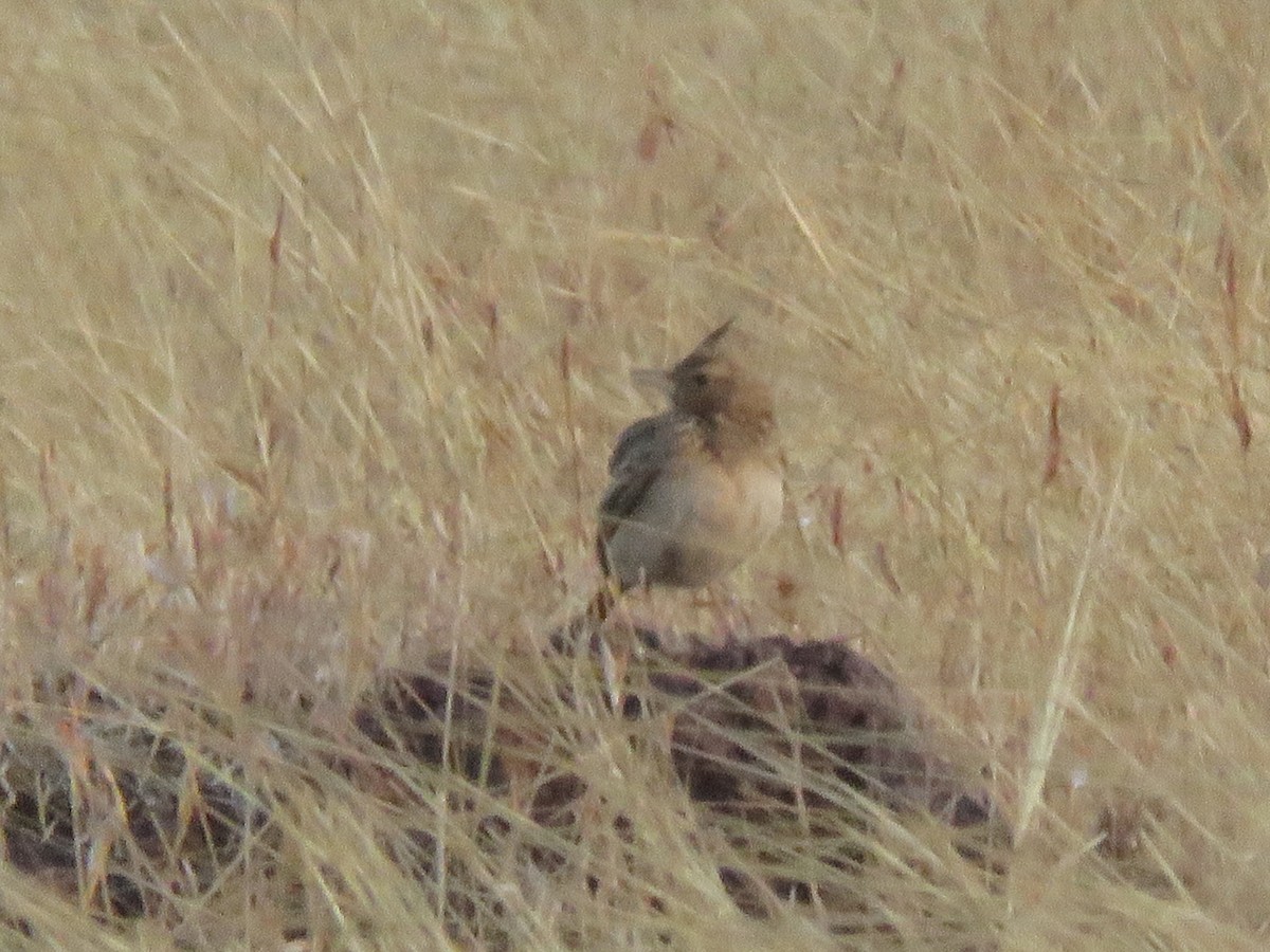 Malabar Lark - ML647291495